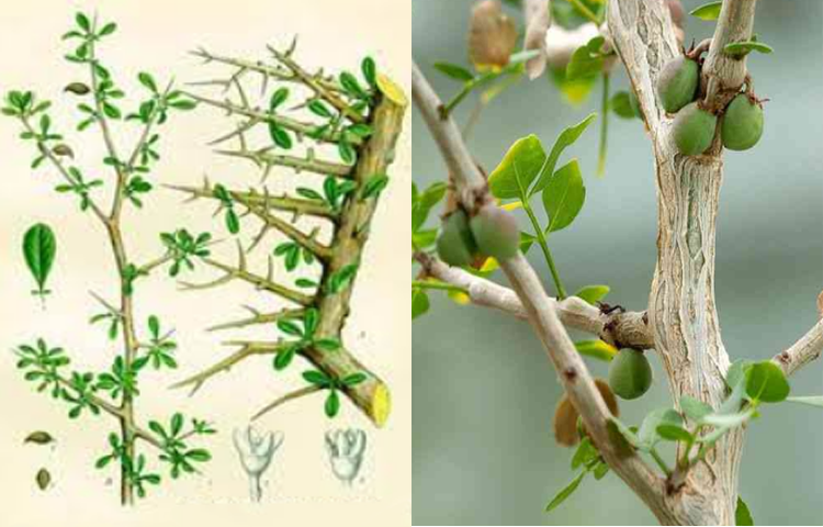 Một Dược (Commiphora myrrha)